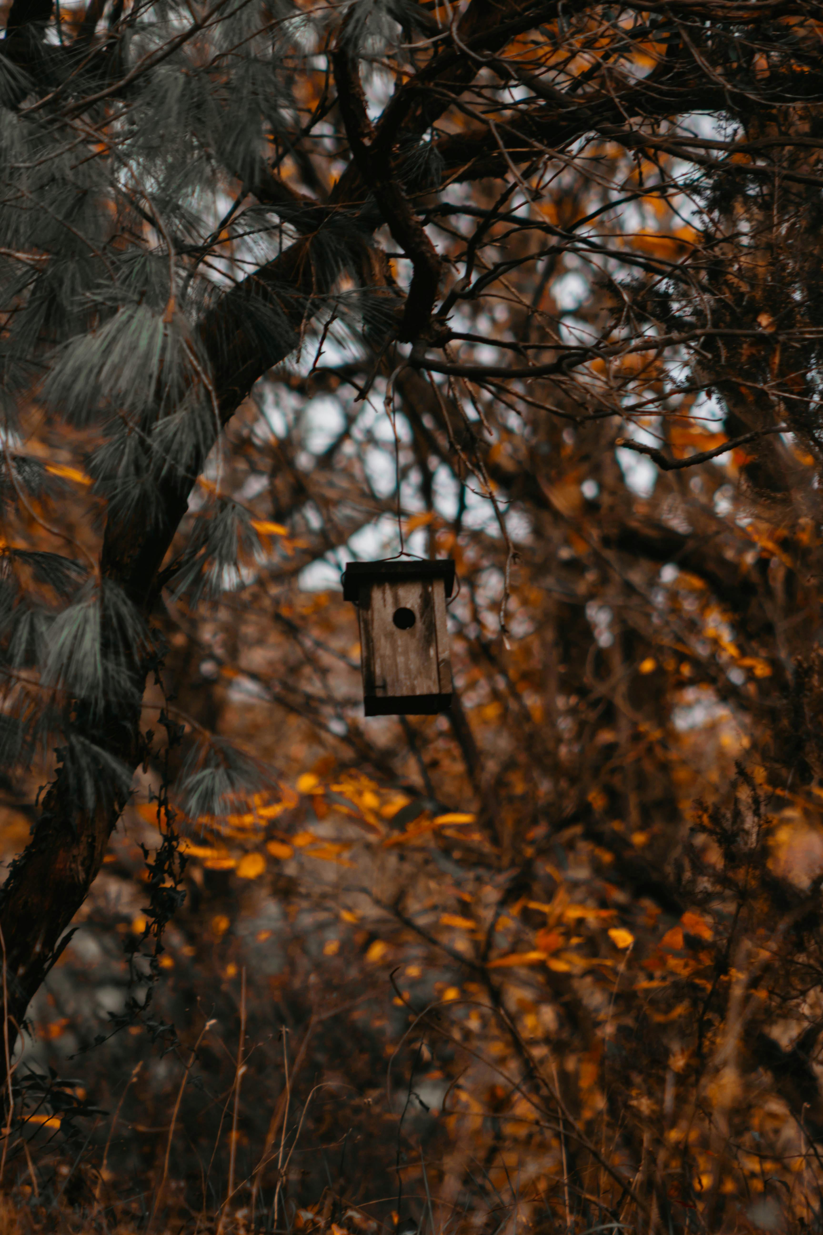 Free A birdhouse hanging amidst autumn foliage in an Istanbul forest, showcasing seasonal beauty. Stock Photo