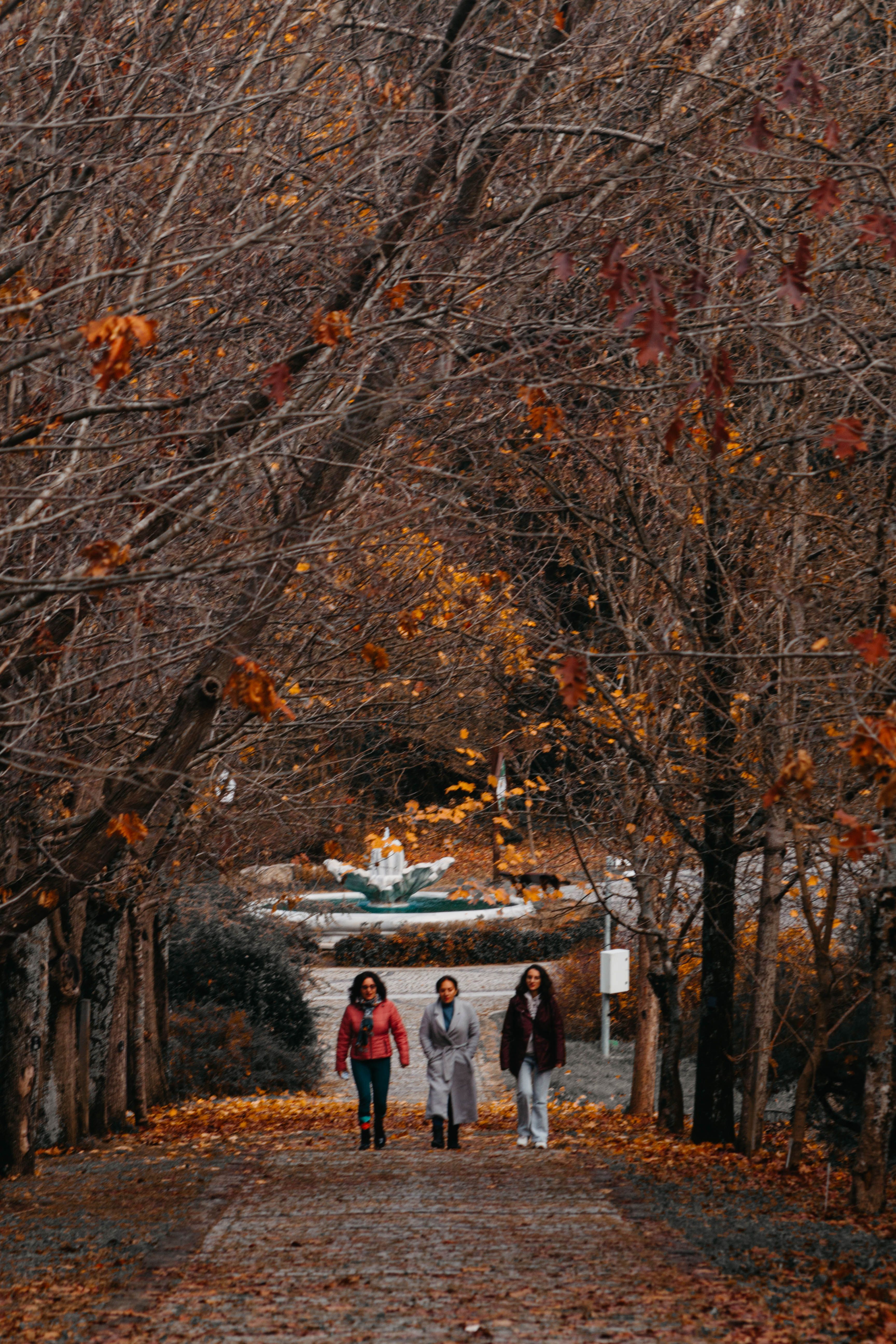 Autumn Stroll in Istanbul Park · Free Stock Photo