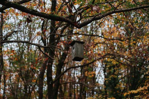 Free A rustic wooden birdhouse hangs on a branch amid vibrant autumn foliage in a serene forest. Stock Photo