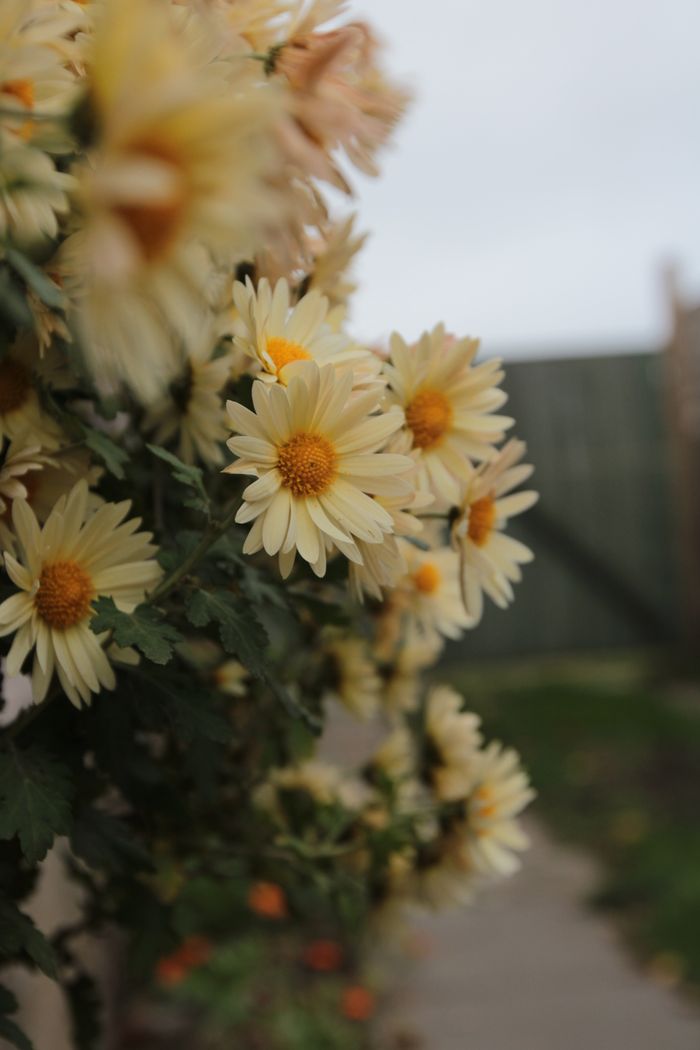 Yellow daisies blooming in a garden setting