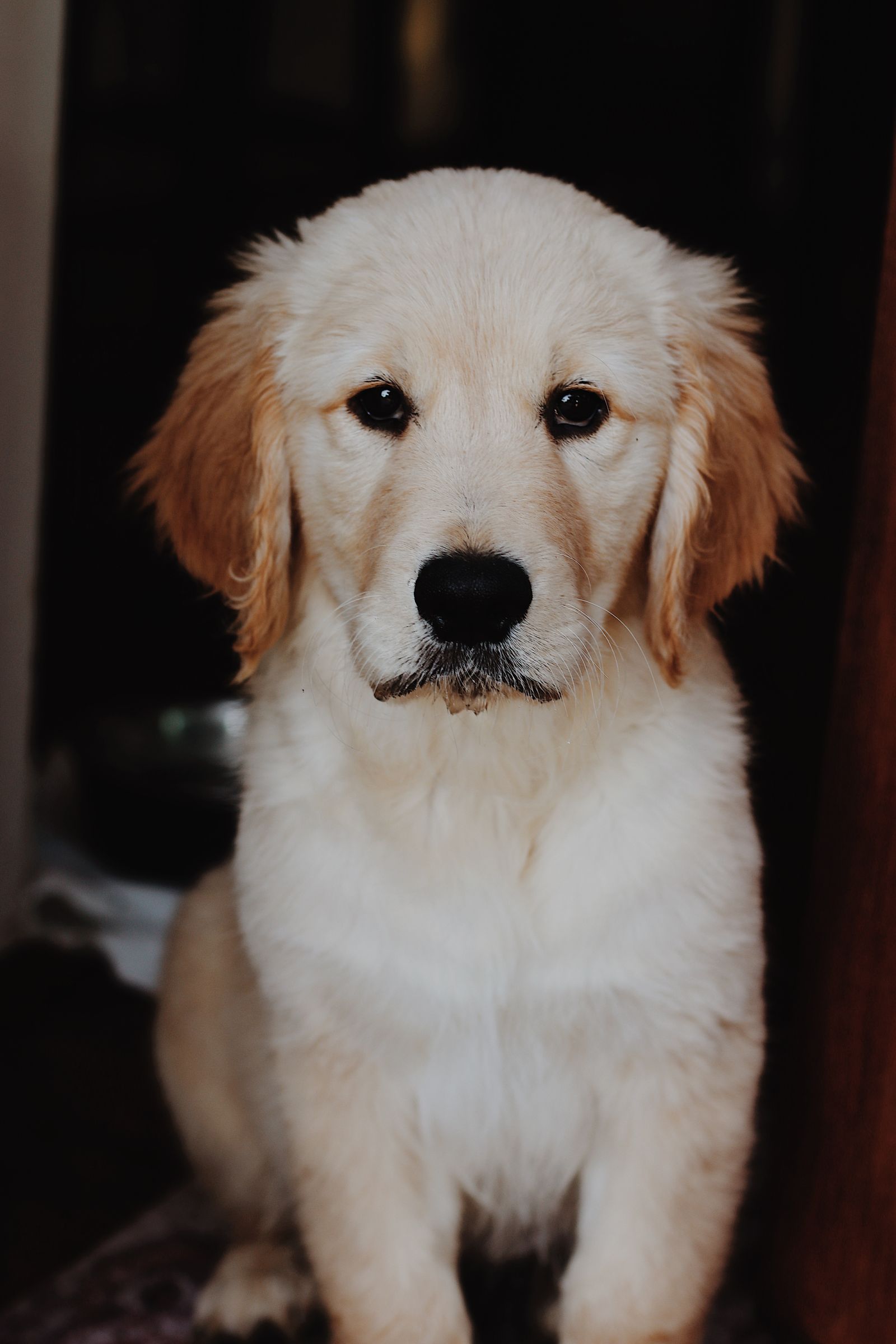 Cachorro Golden Retriever em ambiente doméstico
