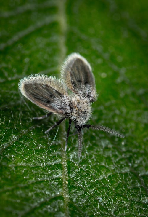 무료 곤충의 매크로 사진 스톡 사진