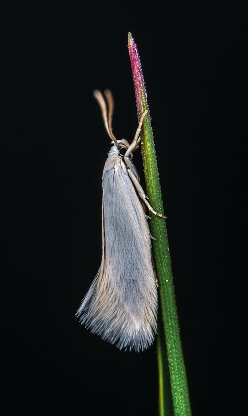 무료 식물에 흰색 날개 곤충 스톡 사진