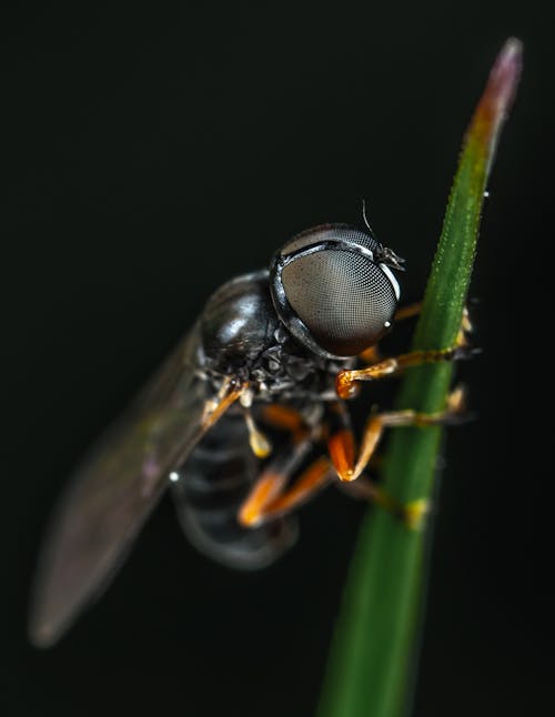 Gratis arkivbilde med antenne, flue, insekt Arkivbilde