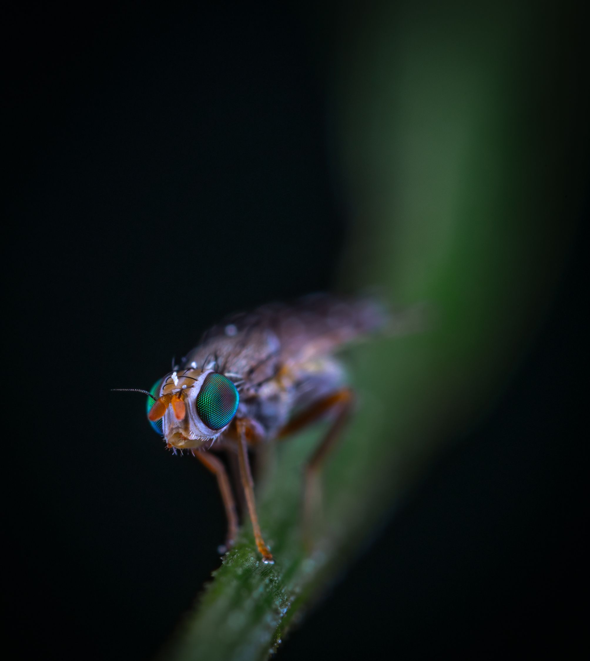 Gray and Brown Insect on Green Leaf · Free Stock Photo