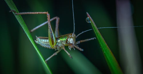 Fotografia De Close Up De Gafanhoto Verde