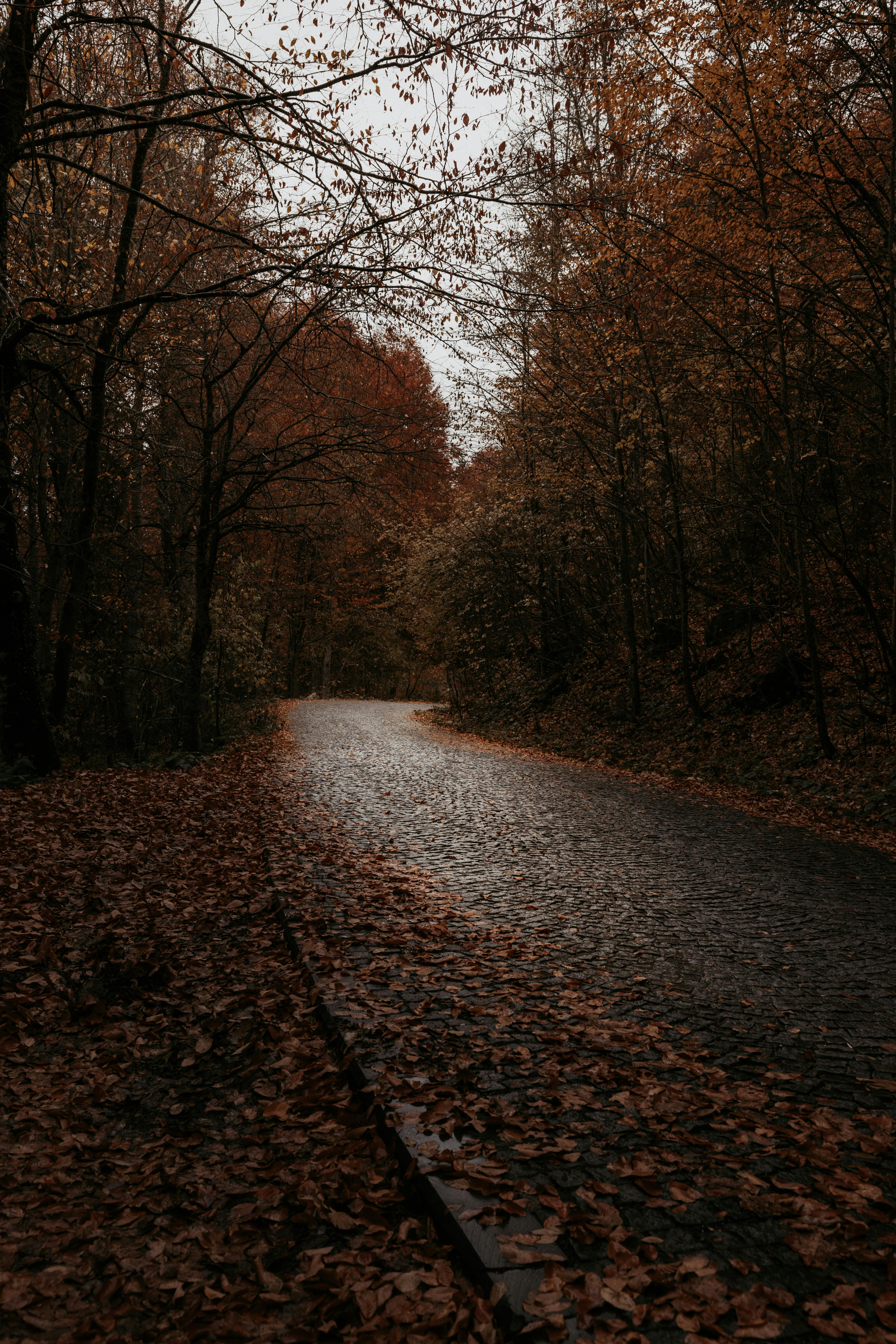 Quiet forest road covered in autumn leaves, showcasing the beauty of fall foliage.