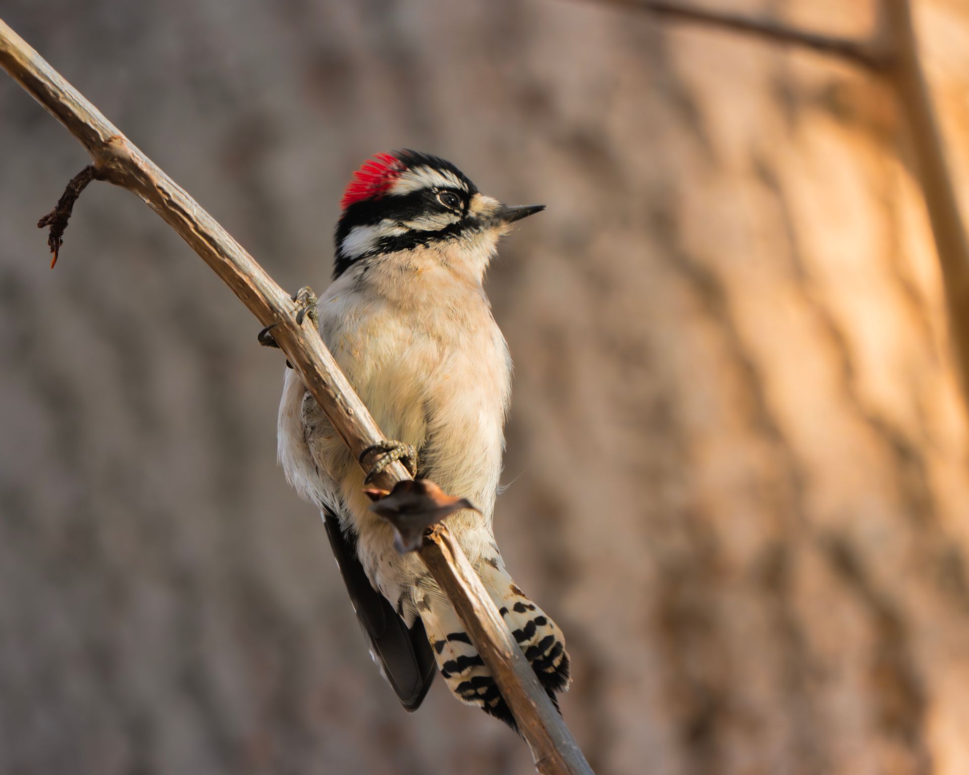 Free stock photo of bird, downy woodpecker