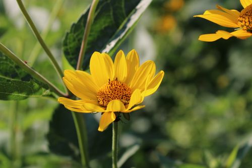 Free Close-up of a vibrant yellow sunflower in a lush green garden setting. Stock Photo