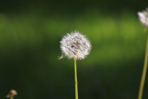 Free A detailed macro shot of a dandelion flower head against a natural green background. Stock Photo