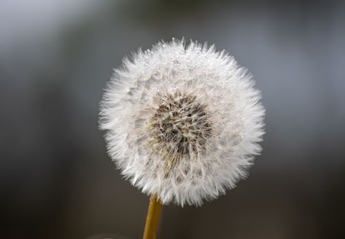 Free Detailed close-up of a dandelion seed head with morning dew, isolated on a blurred background. Stock Photo