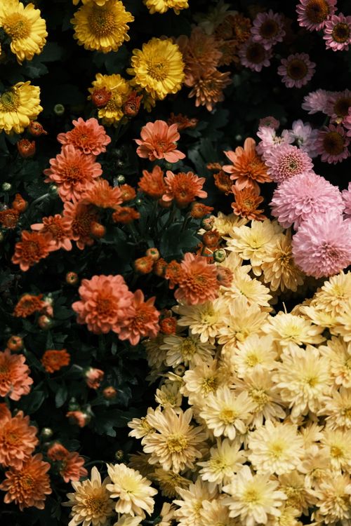 Free Colorful chrysanthemums in various shades creating a lively floral display. Stock Photo