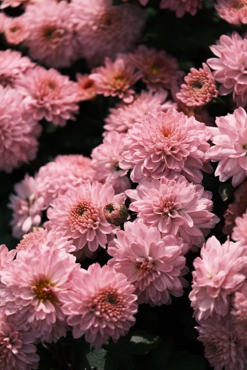 Free A mesmerizing close-up of pink chrysanthemum flowers, showcasing their vivid color and delicate petals. Stock Photo