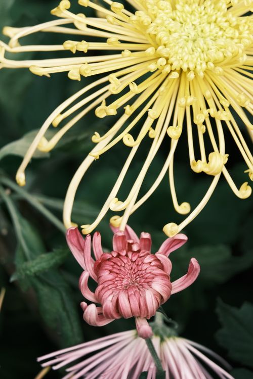 Free A close-up of vibrant yellow and red chrysanthemums showcasing intricate petal details. Stock Photo