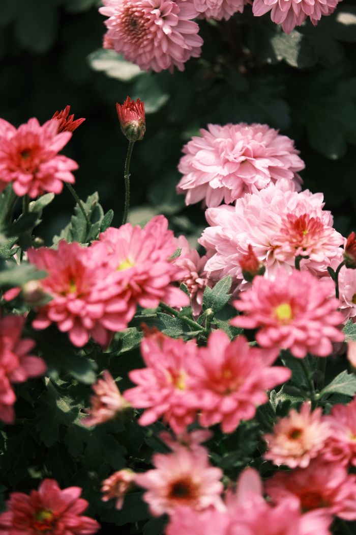 Cluster of pink chrysanthemums in full bloom