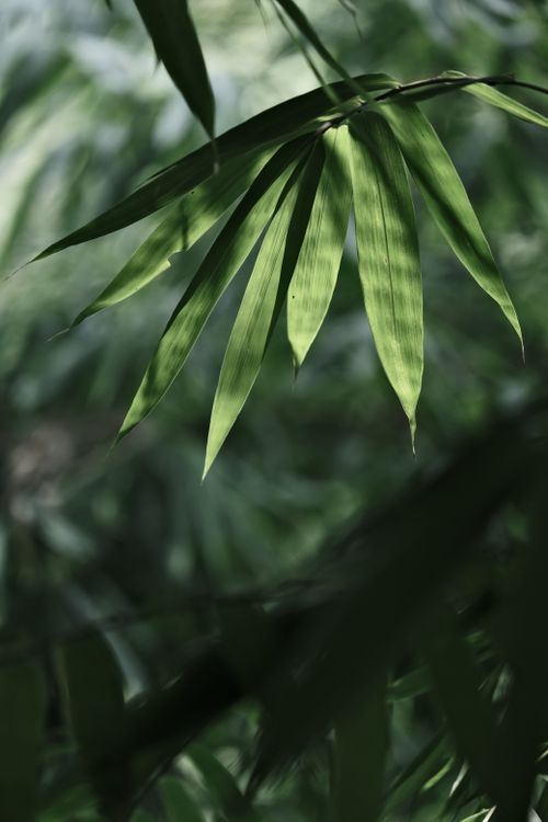 Free Fresh green bamboo leaves under sunlight, creating a natural and serene atmosphere. Stock Photo