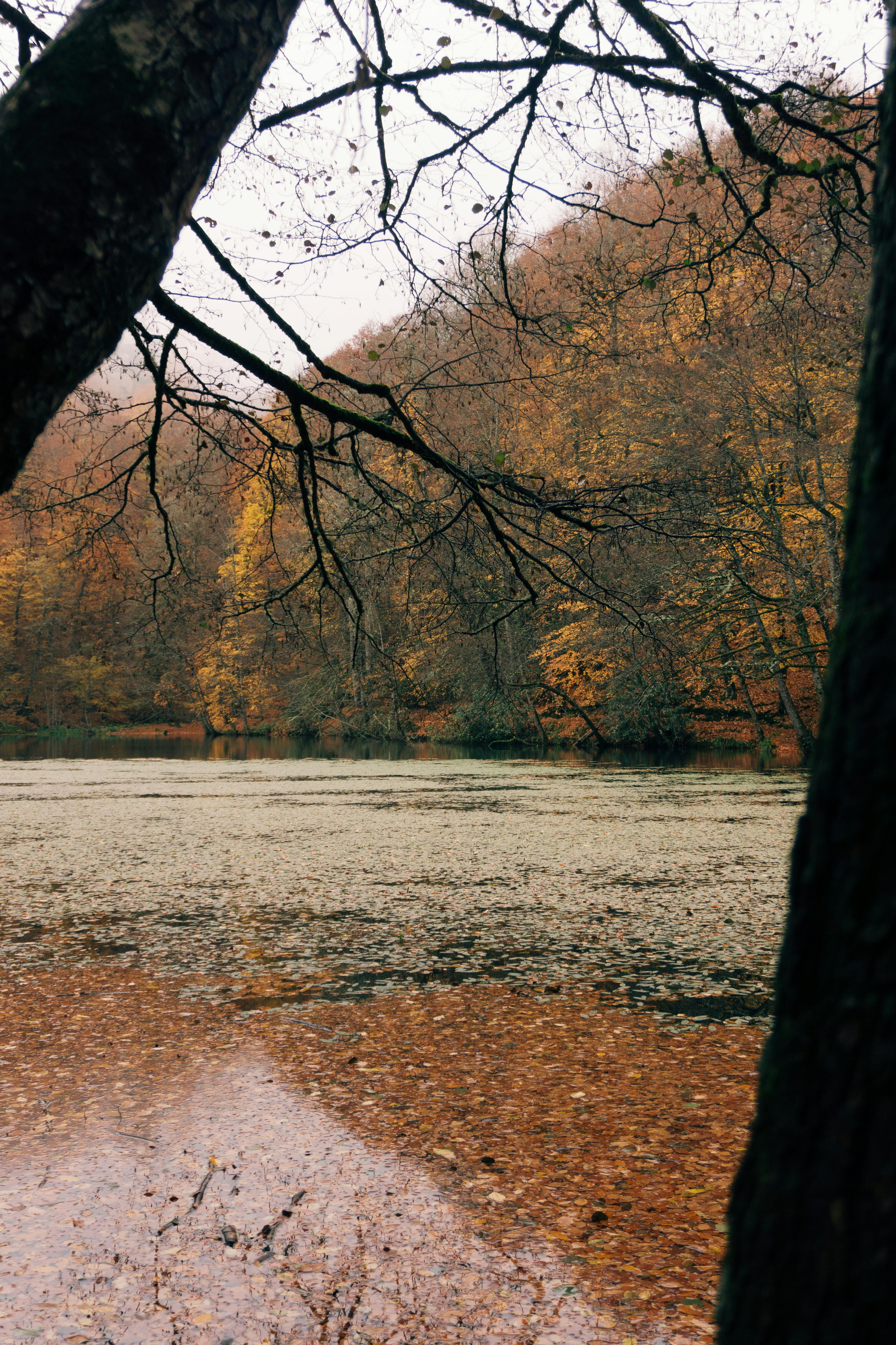 A tranquil autumn lake setting framed by trees, showcasing calm water and vibrant foliage.