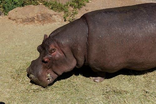 Free stock photo of animal, hippo, hippopotamus