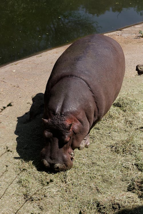 Free stock photo of animal, hippo, hippopotamus