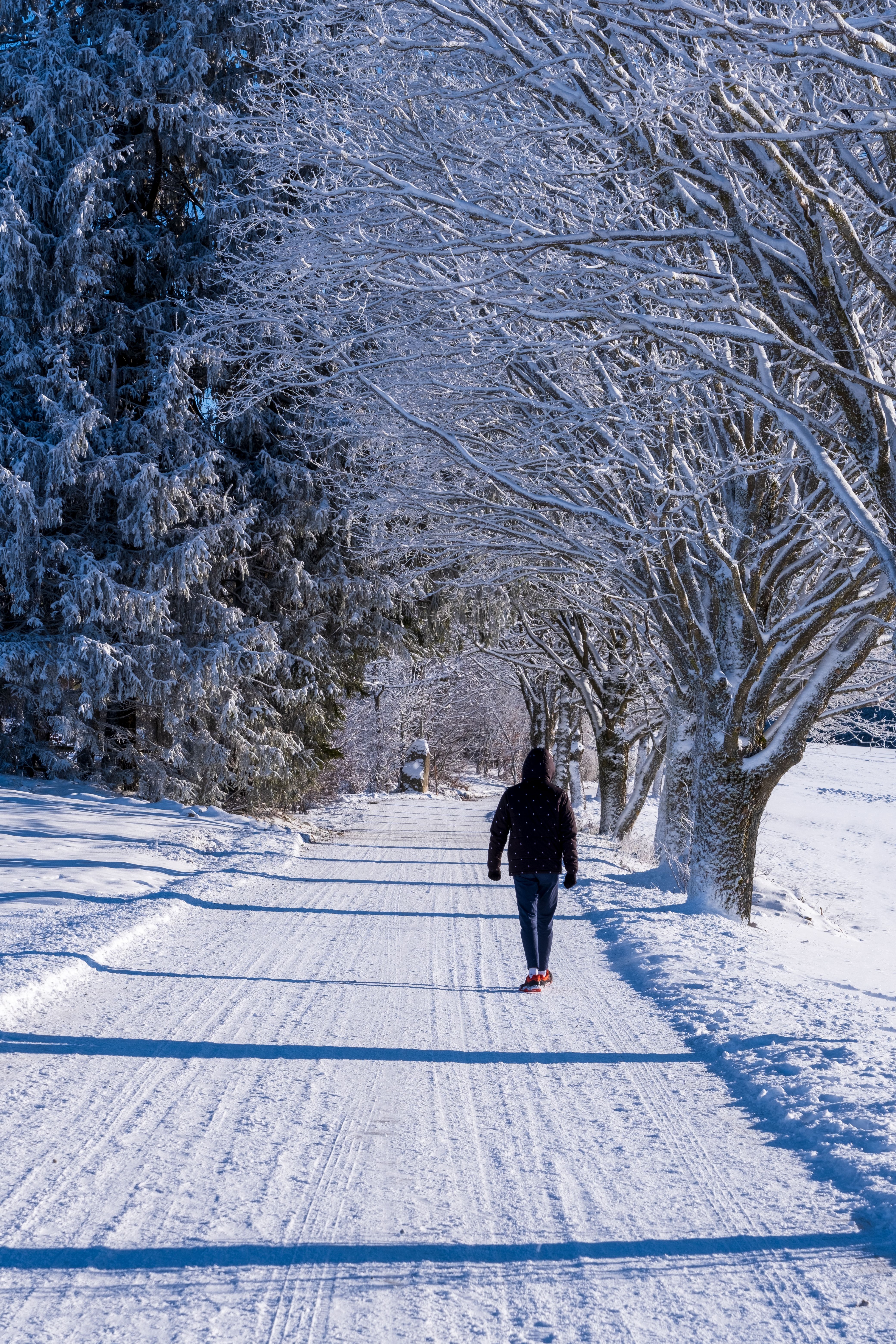 Solitary Winter Stroll Through Snowy Landscape · Free Stock Photo