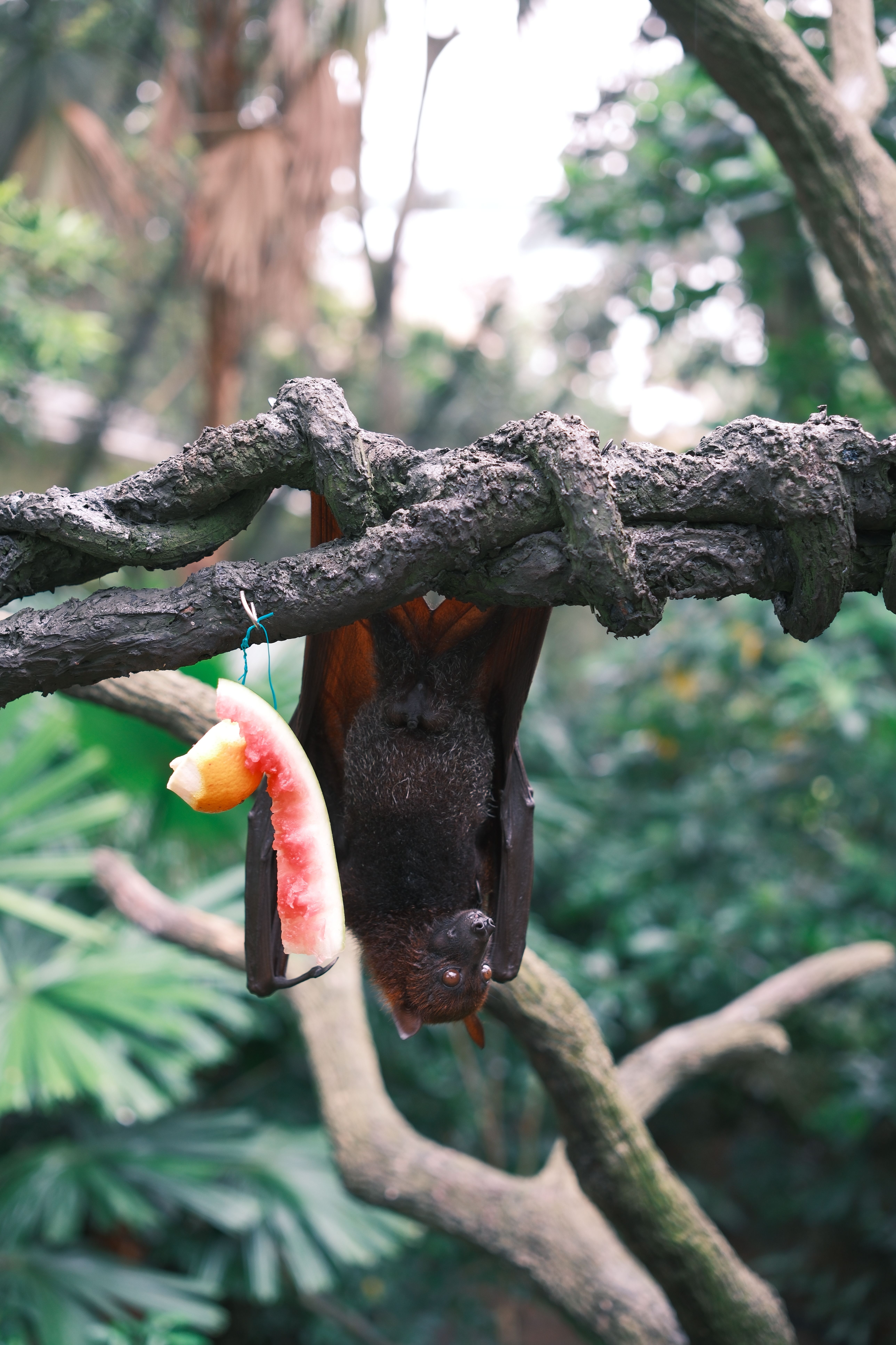 Fruit Bat Hanging Upside Down in Tropical Forest · Free Stock Photo