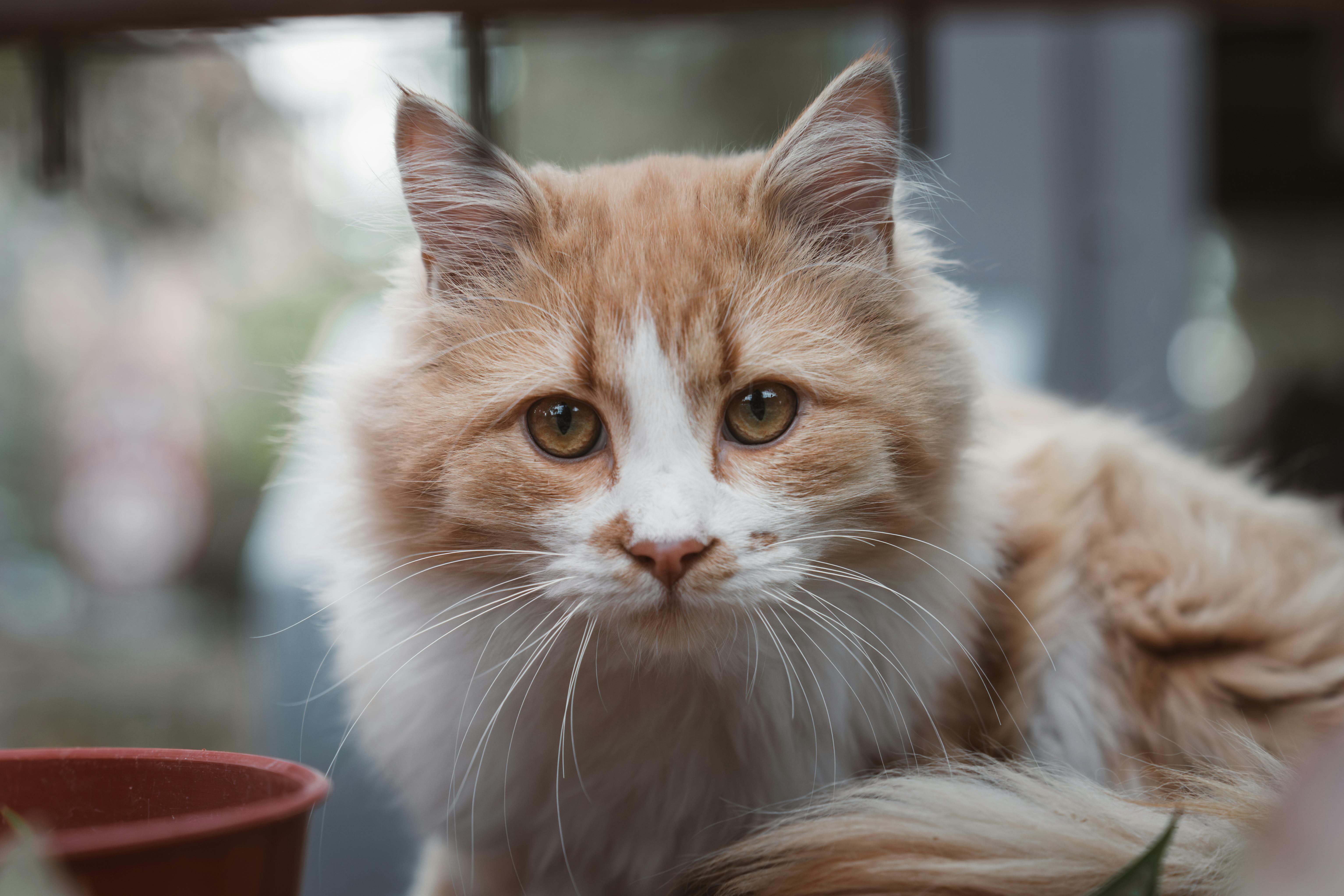 How Much Does a Cat Cost Per Year? The Real Numbers (2026)