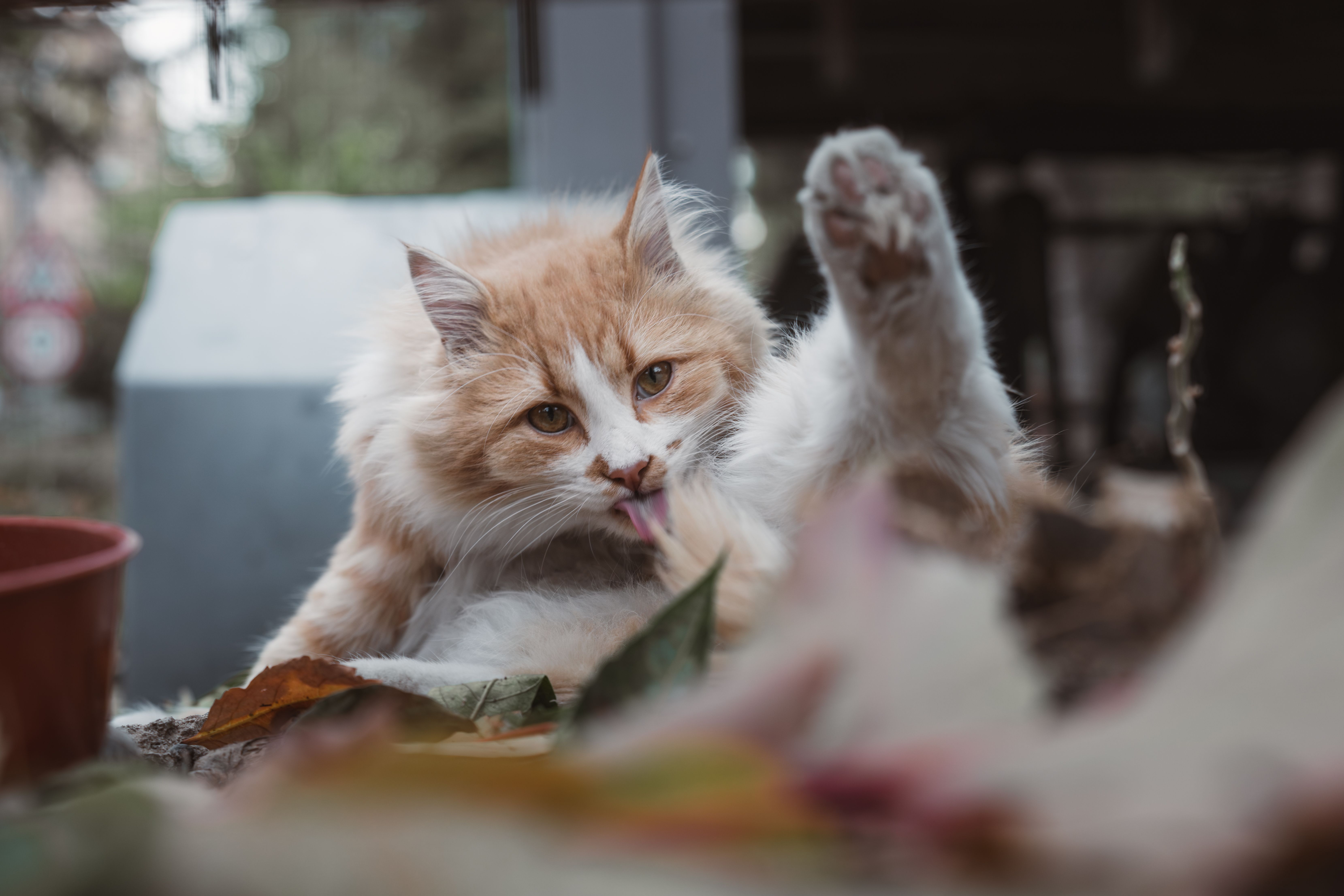 毛づくろいをする猫と毛玉ケアのイメージ
