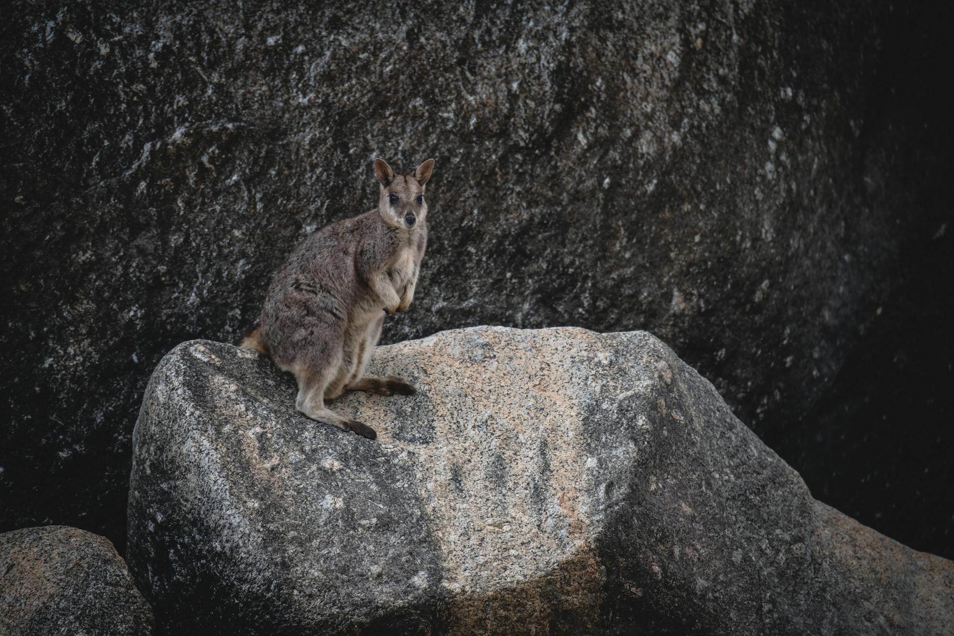 Free stock photo of rock wallaby