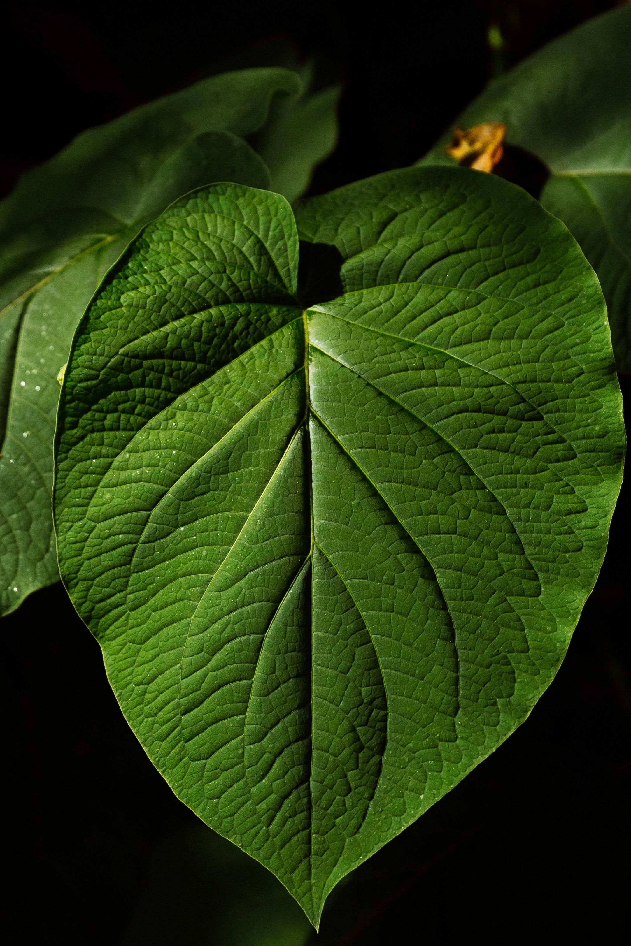 Green Flat Oblong Leaf Plant on Close Up Photography · Free Stock Photo