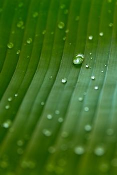 Detailed close-up of a banana leaf with water droplets, showcasing natural patterns and vibrant green hues.
