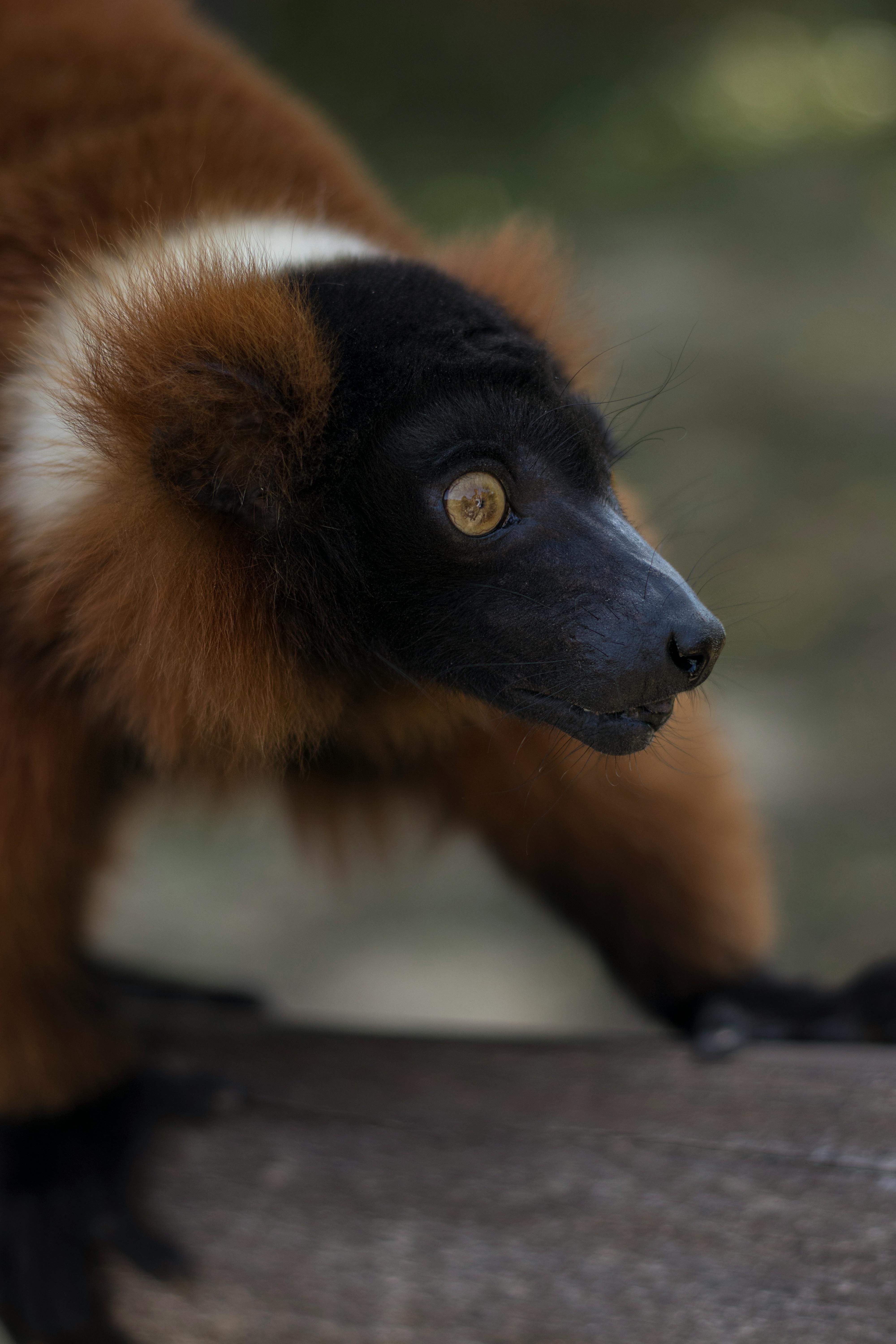 Detailed photo of a red ruffed lemur perched on a branch in a natural setting.