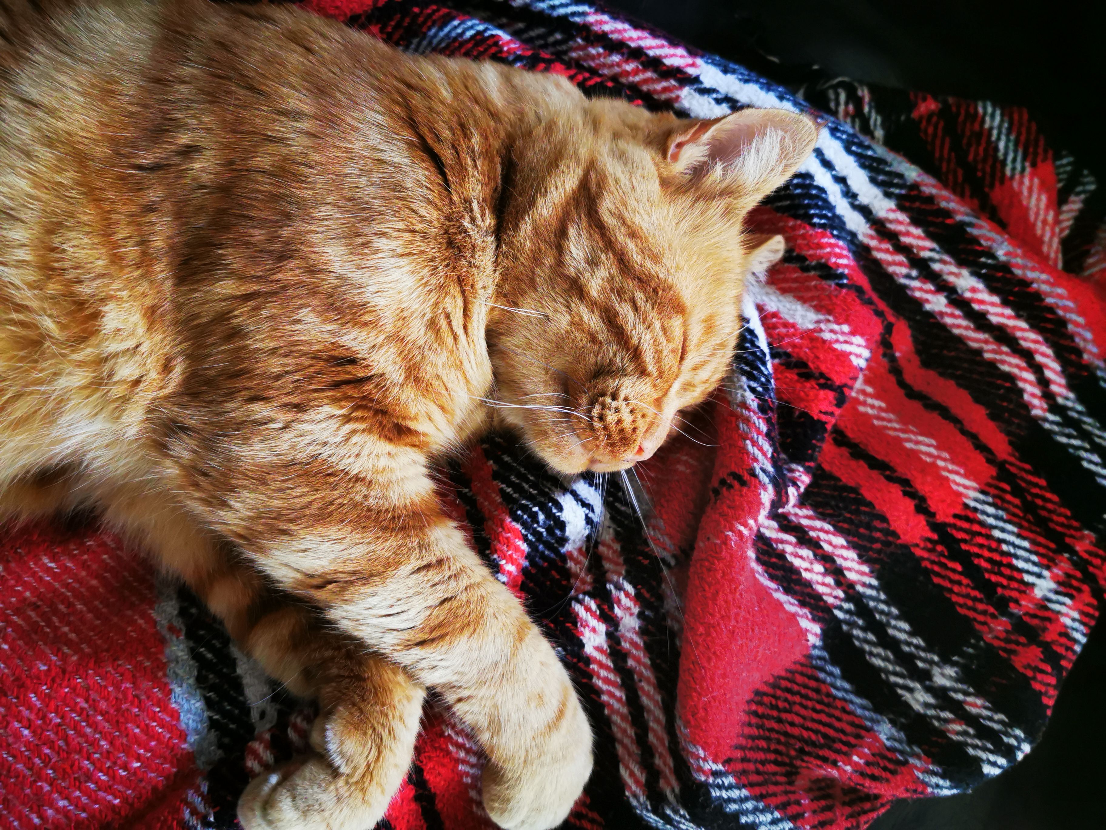 Ginger Cat Sleeping on Red Plaid Blanket · Free Stock Photo
