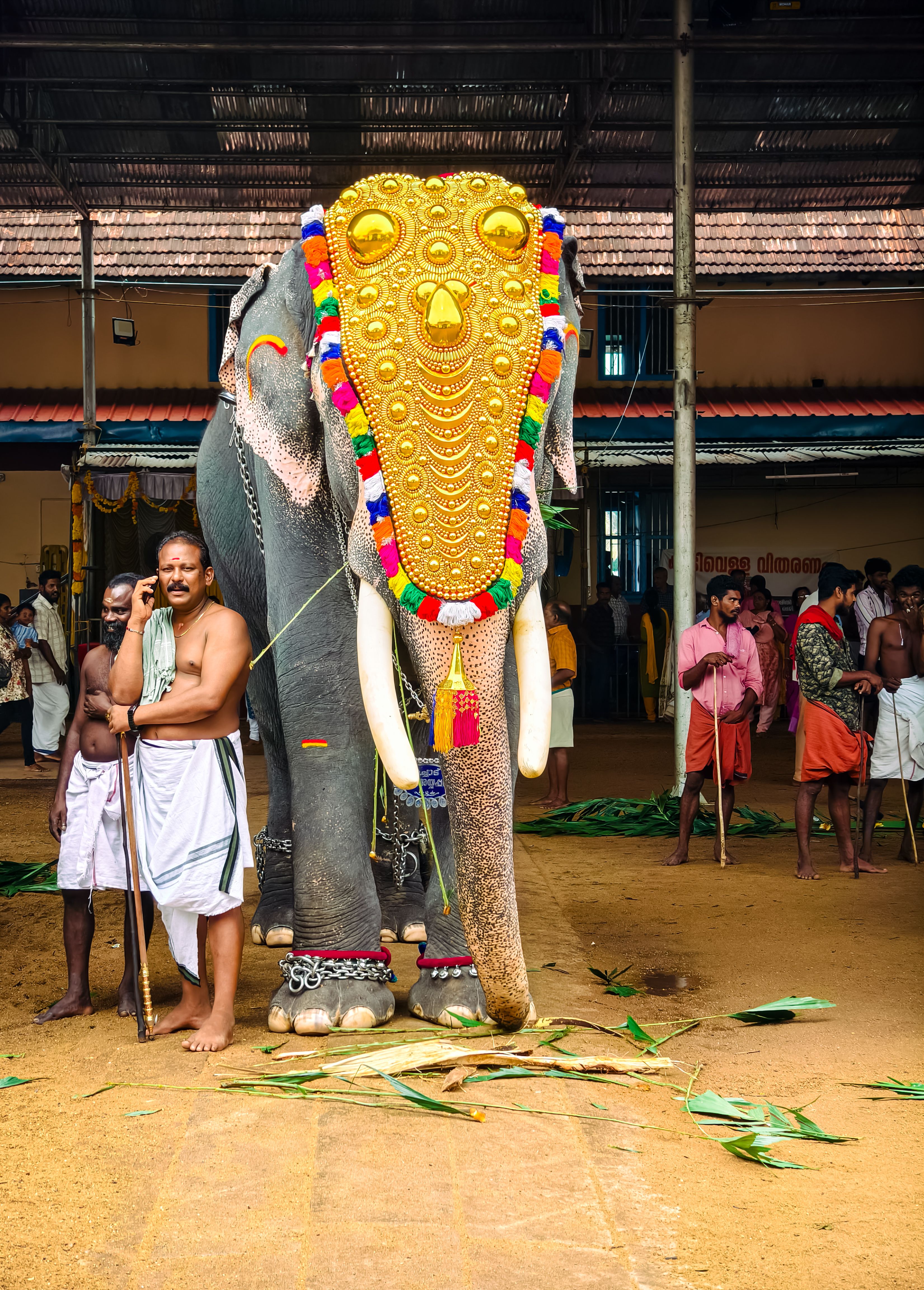 Cultural Elephant Festival In Kerala Temple Free Stock Photo