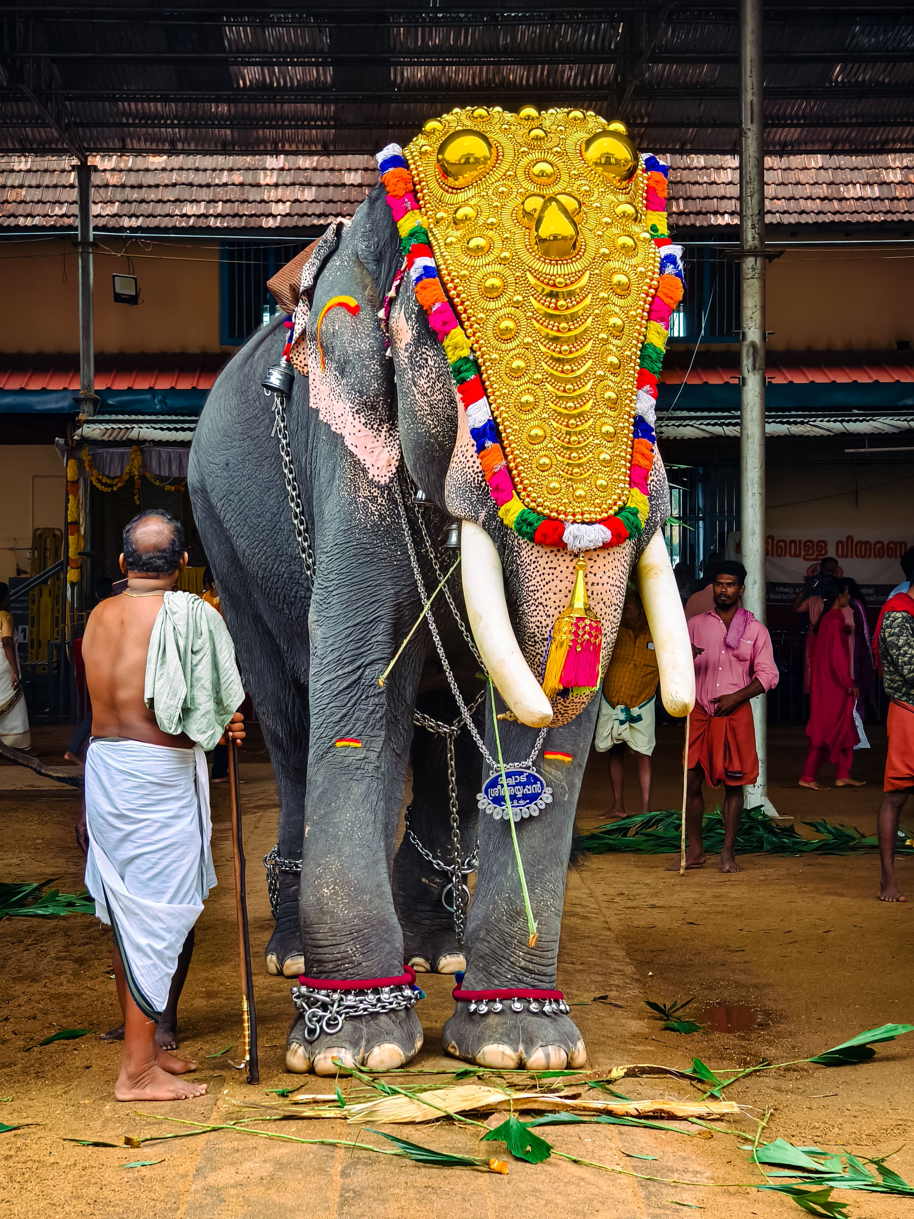 An elaborately adorned elephant stands with a handler at a cultural event, surrounded by traditional attire.