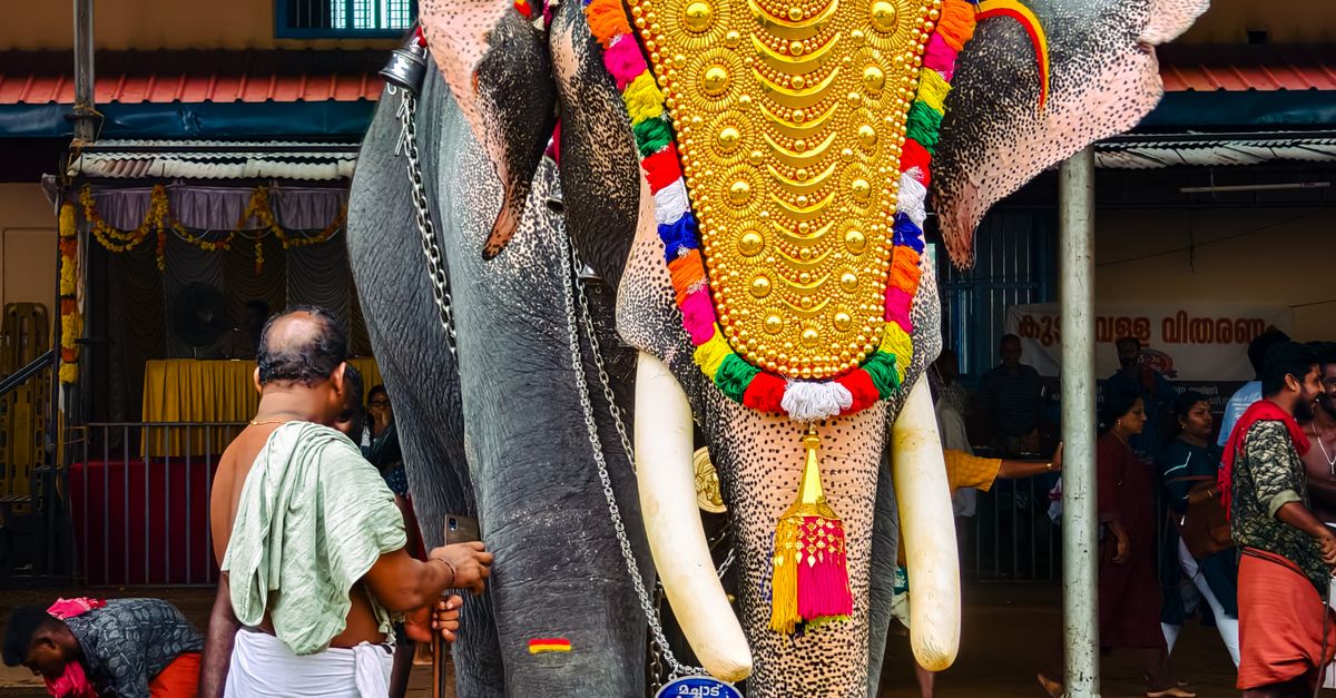 Elephant Welcome Ritual Decorated Elephant in Traditional Indian Ceremony · Free Stock Photo