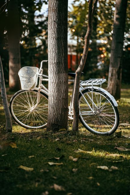 A classic white bicycle rests against a tree in a peaceful park setting.