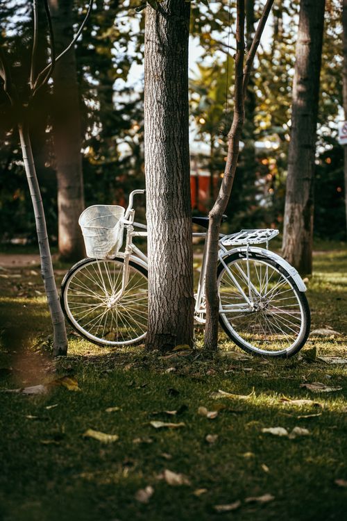 Free A vintage bicycle with a basket parked near trees on a grassy spot in autumn. Stock Photo