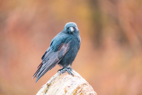 Free A black crow perched gracefully on a rock with a blurred warm background. Stock Photo
