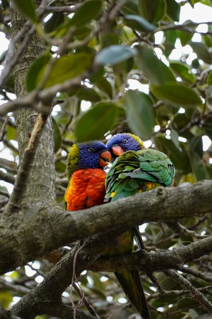 Two colorful rainbow lorikeets perched on a tree branch amidst lush green foliage.