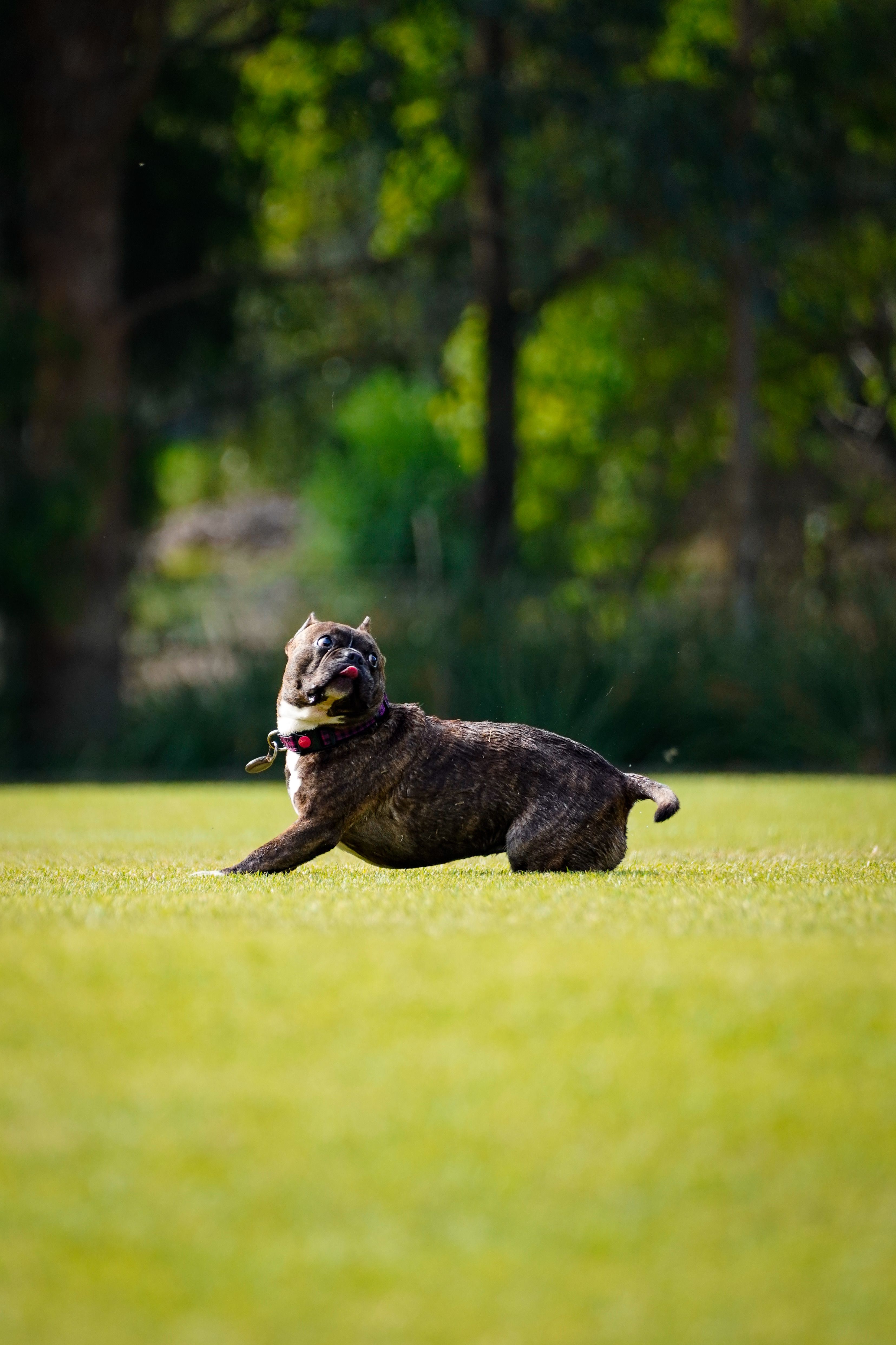 Playful Dog Running in Green Park Outdoors · Free Stock Photo