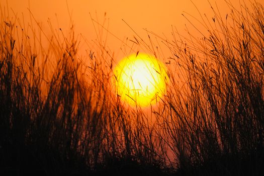 Dramatic sunset with silhouetted grass, evoking warm and serene vibes.