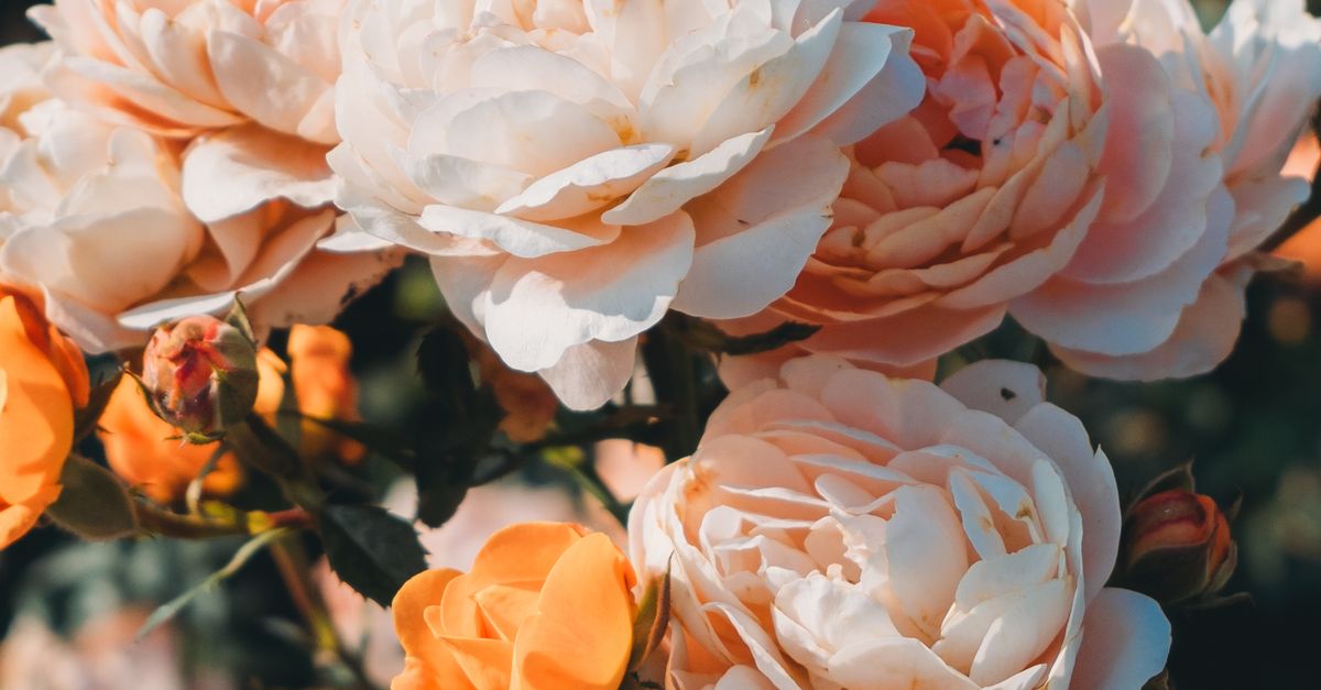 Vibrant Tea Roses Vibrant Roses in Full Bloom Outdoors · Free Stock Photo