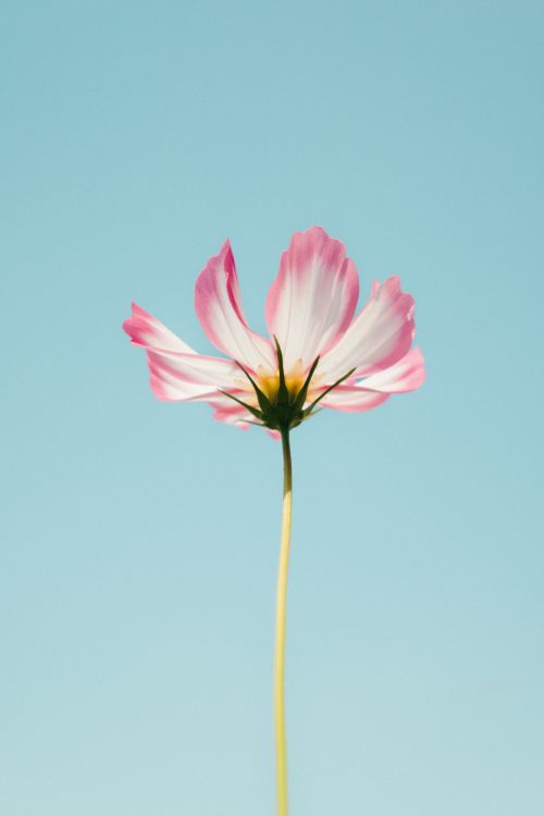 Free Single pink Cosmos flower with white petals against a clear blue sky, showcasing nature's simplicity. Stock Photo