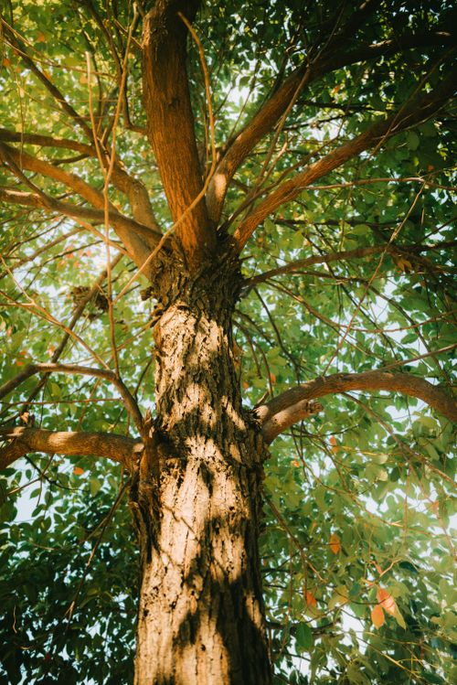 Free A close-up of a tree trunk and green canopy with sunlight filtering through the leaves, outdoors. Stock Photo