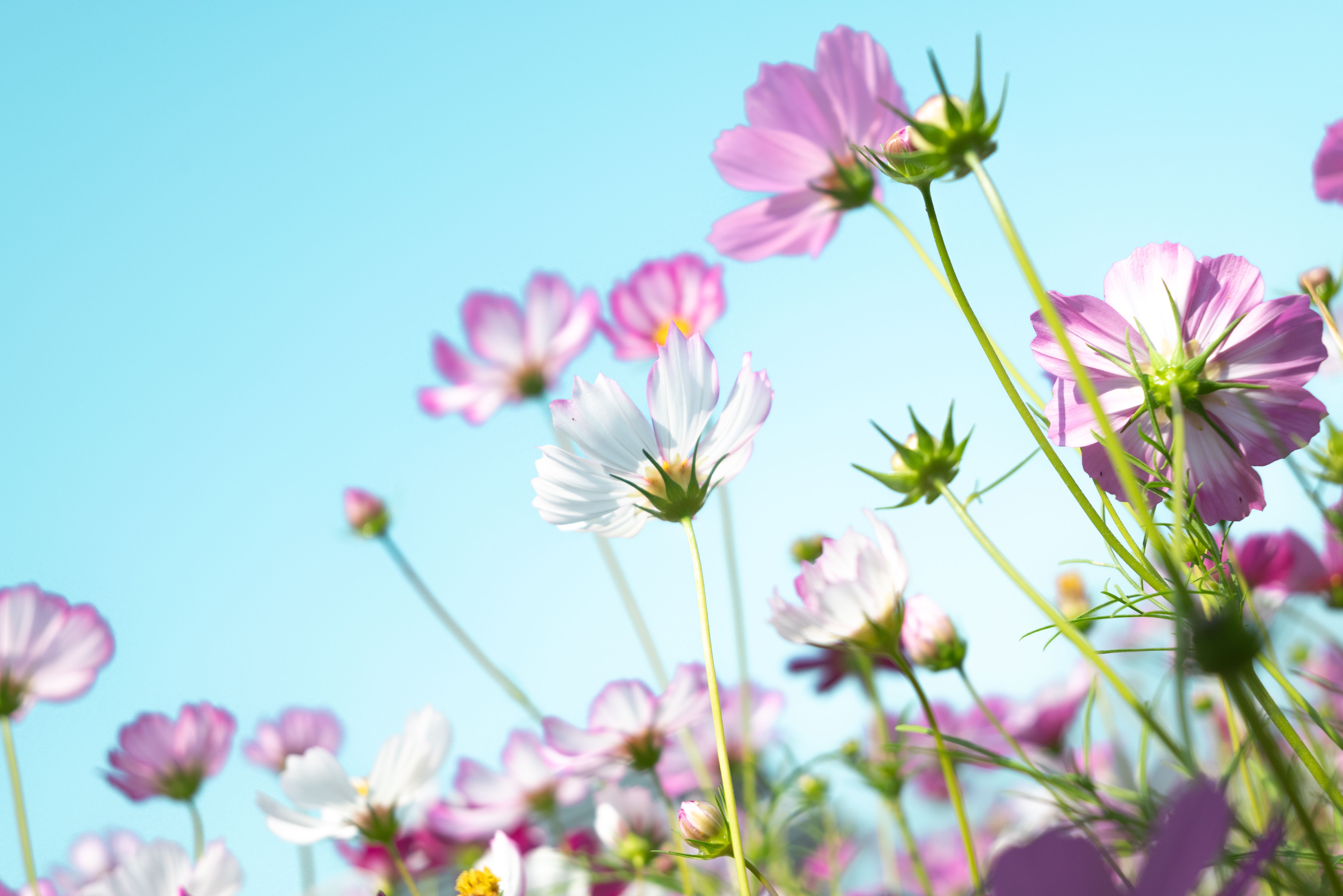 Vibrant Cosmos Flowers in Bloom Against Blue Sky · Free Stock Photo