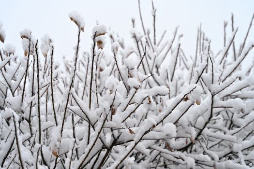 Close-up of snow-covered branches creating a picturesque winter scene.