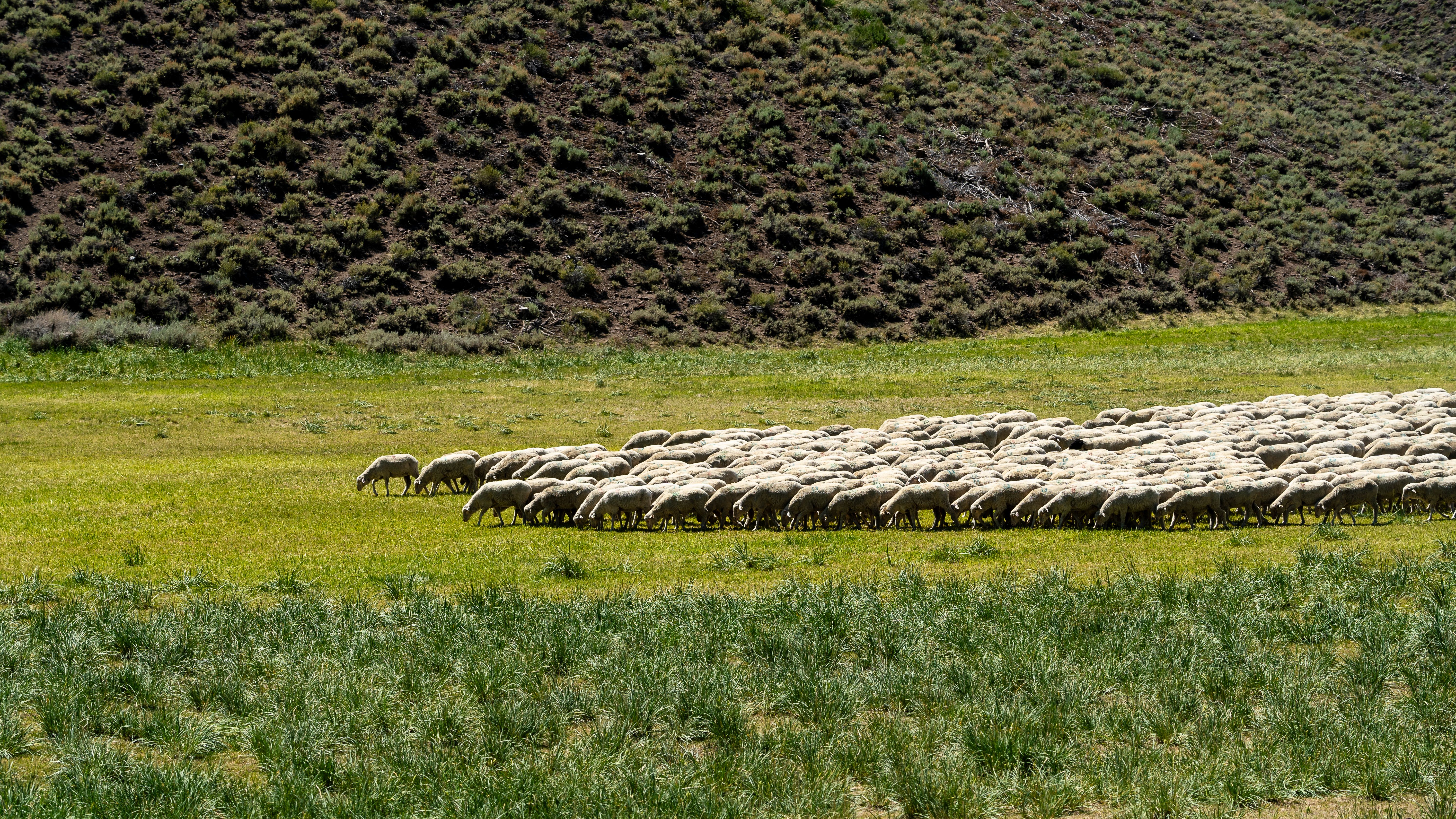 gratis Een grote kudde schapen graast op een felgroene weide, afstekend tegen een heuvelachtig landschap. Stockfoto