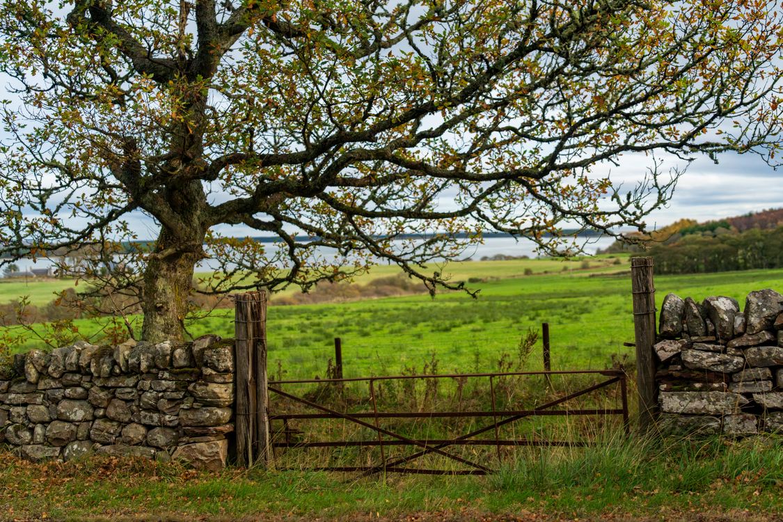 Green Tree Countryside Rustic Countryside Landscape with Stone Wall and Tree · Free Stock Photo
