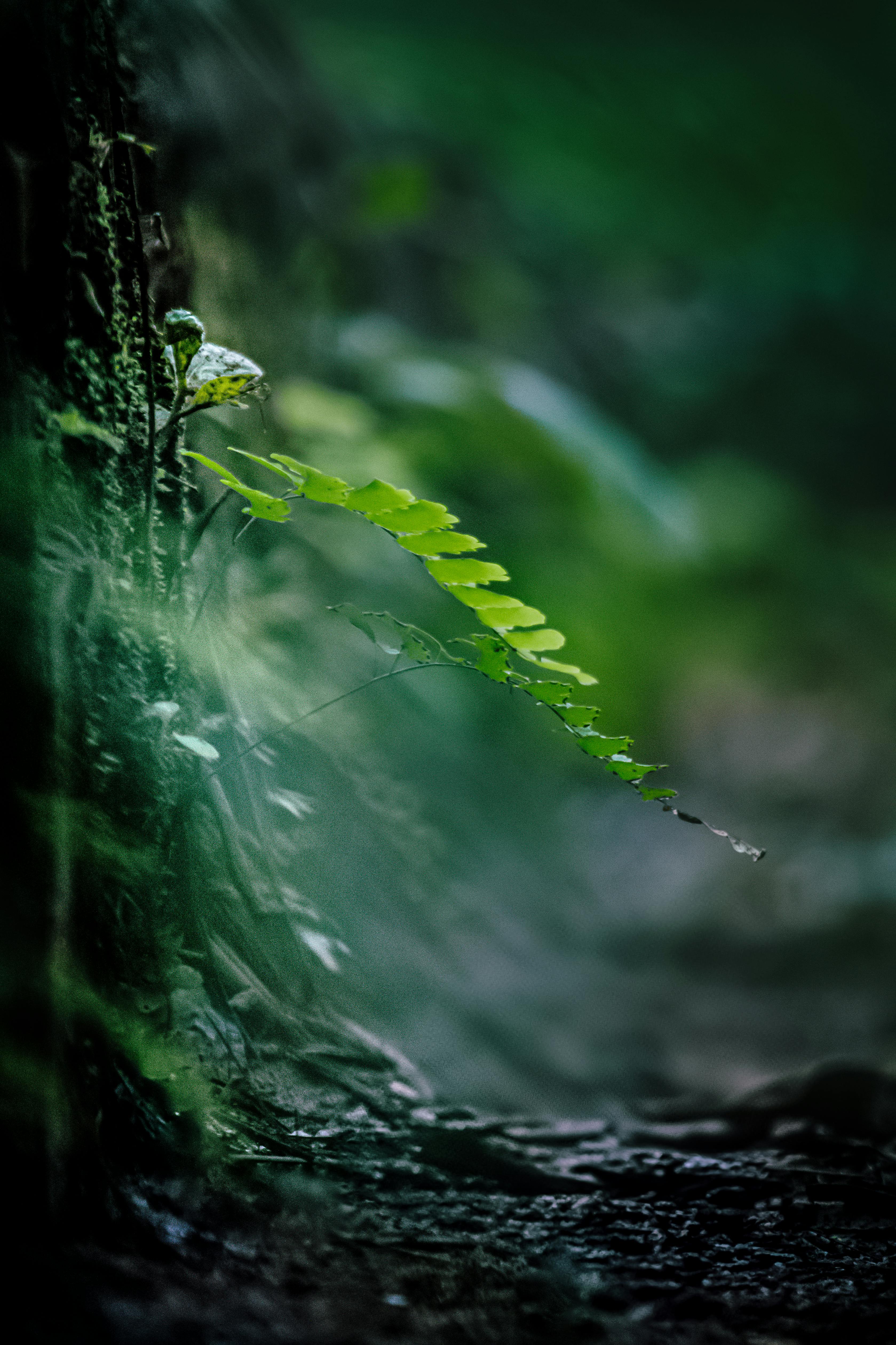 A delicate fern leaf glistens in a misty forest setting, capturing tranquil nature.