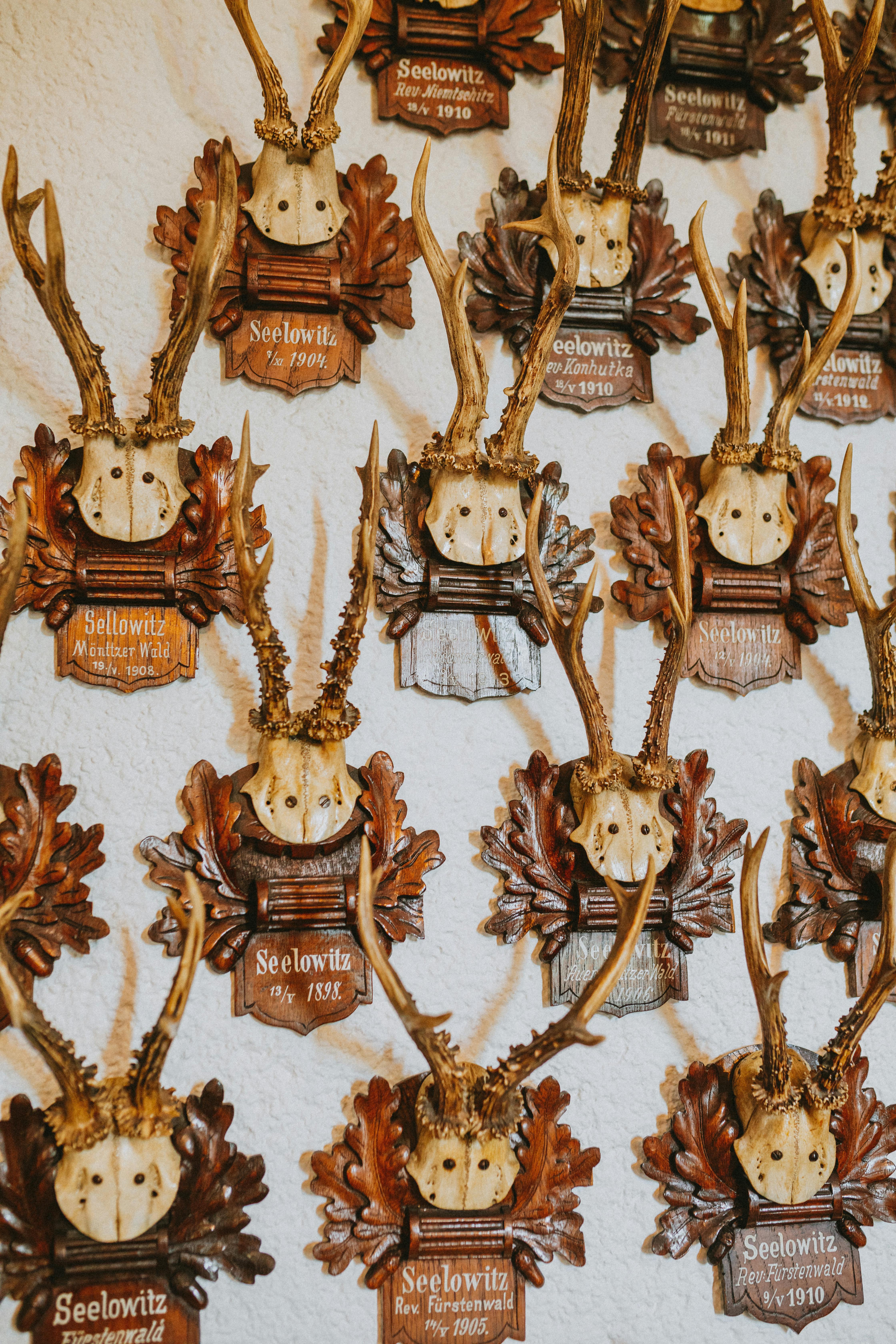 grátis Uma coleção de troféus antigos de chifres de veado expostos em uma parede, com placas de madeira elaboradas. Foto profissional